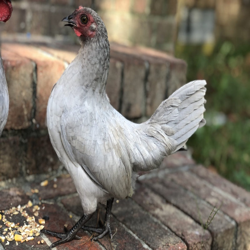 Self Blue Old English Game Bantam with a robust build, weighing around 22 oz for hens and 24 oz for roosters, recognized for its poor egg-laying abilities, broodiness, and suitability as a pet due to its friendly and docile nature.