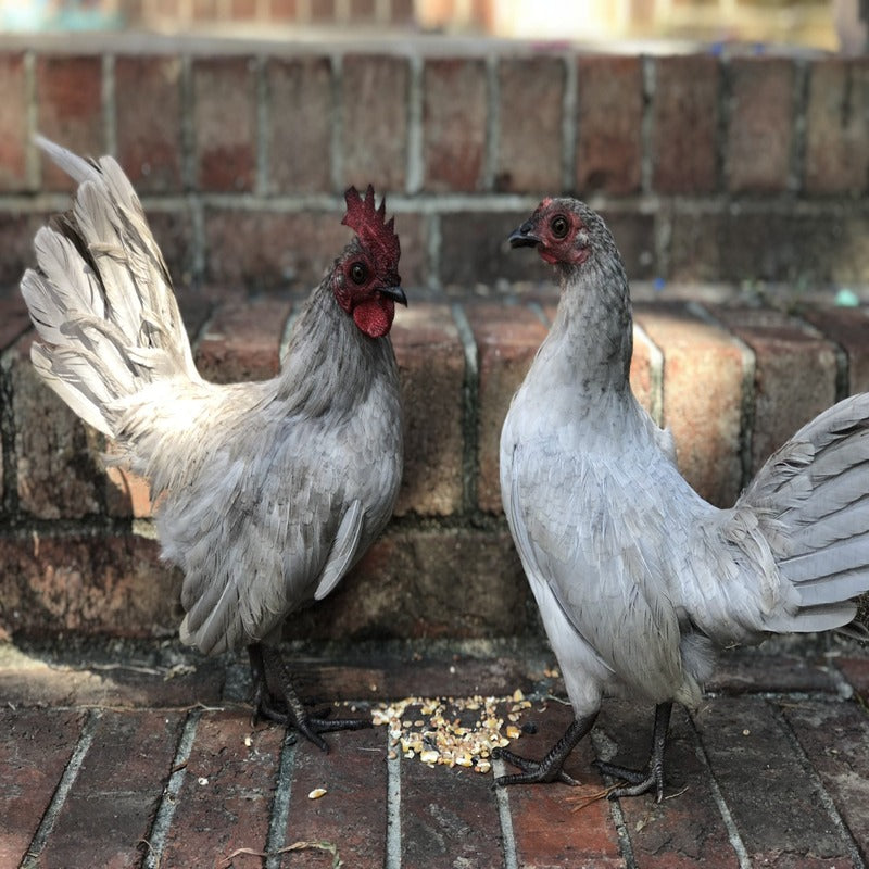 Self Blue Old English Game Bantam featuring a single comb, clean bluish-gray legs, and a small size, prized for its ornamental value and ability to thrive in various environments, though it is not especially heat-tolerant.