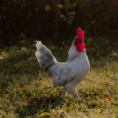 Self Blue Old English Game Bantam
