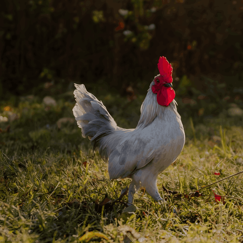 Self Blue Old English Game Bantam