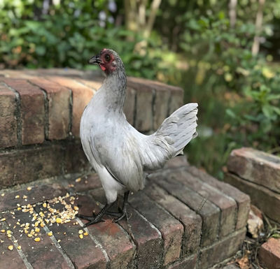 Self Blue Old English Game Bantam