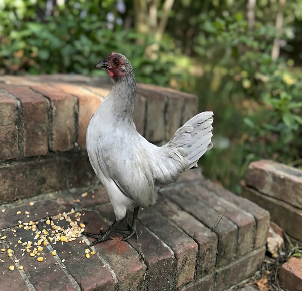 Self Blue Old English Game Bantam