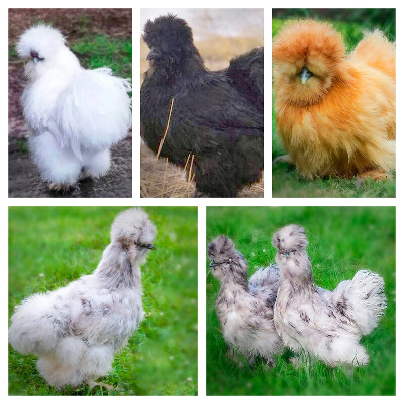  Silkie chicks with fluffy, downy feathers and black skin, known for their friendly temperament and suitability as pets or show birds due to their small size and low maintenance requirements.