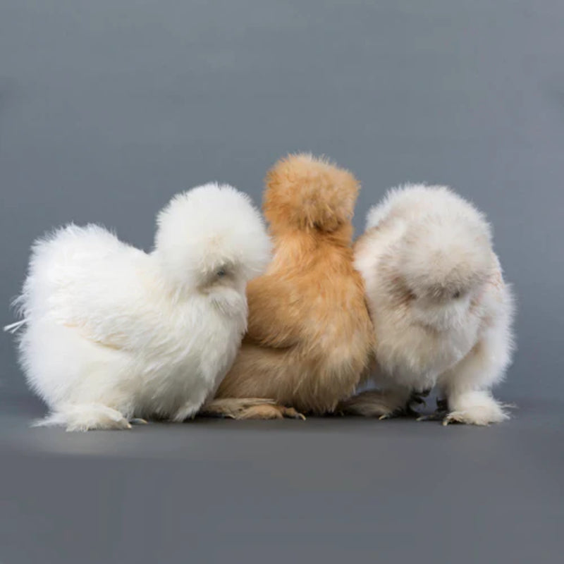 Silkie Bantam with fluffy, down-like feathers and black skin, known for its gentle temperament and suitability as a pet or show bird due to its small size and low maintenance requirements.