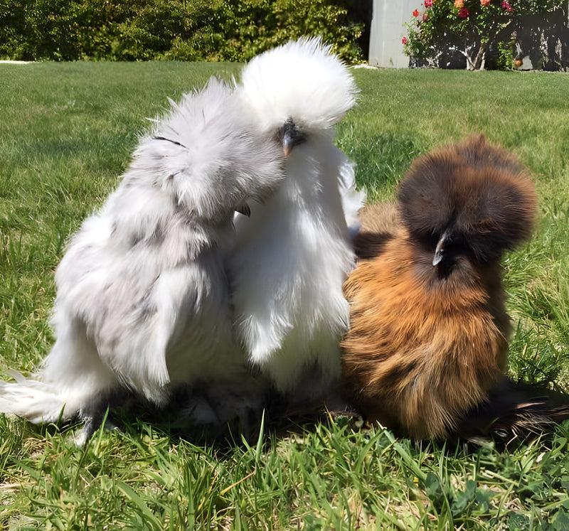 Silkie Bantam Special