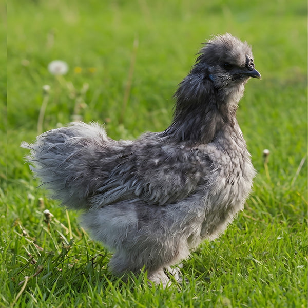 Silver-gray Silkie Bantam hatching eggs product image showing adult hen with lavender plumage for ornamental color variety orders