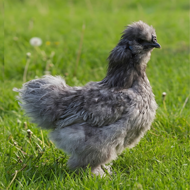 Silver-gray Silkie Bantam hatching eggs product image showing adult hen with lavender plumage for ornamental color variety orders