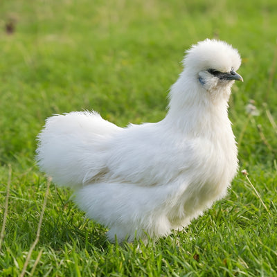 White Silkie Bantam hatching eggs product image showing pure white fluffy plumage for ornamental color variety breeding stock orders