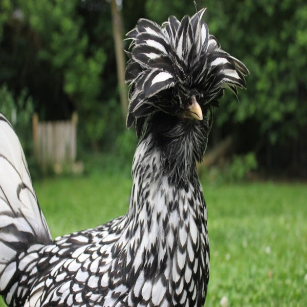 Silver Laced Polish featuring a slender build, weighing 3-6 lbs, prized for its fair egg-laying abilities and suitability for backyard flocks due to its hardiness.