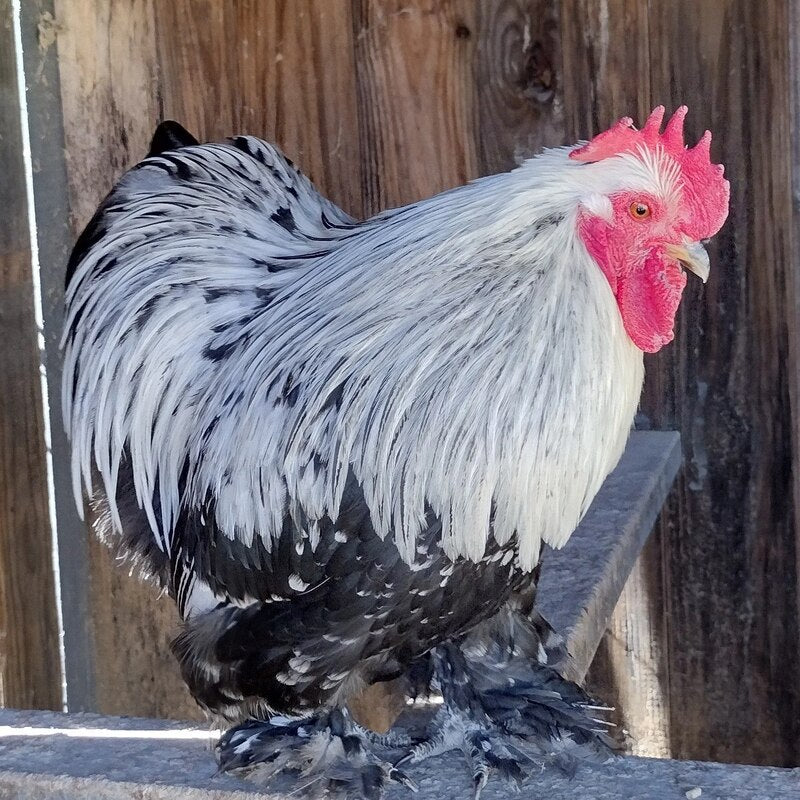  Silver Penciled Cochin Bantam with striking black and silver feathering, known for its friendly temperament and suitability as a pet or show bird due to its small size and low maintenance requirements.