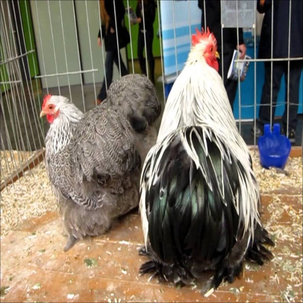 Silver Penciled Bantam Cochin with beautiful silver and black feathering, known for its friendly temperament and suitability as a pet or show bird due to its small size and low maintenance requirements.
