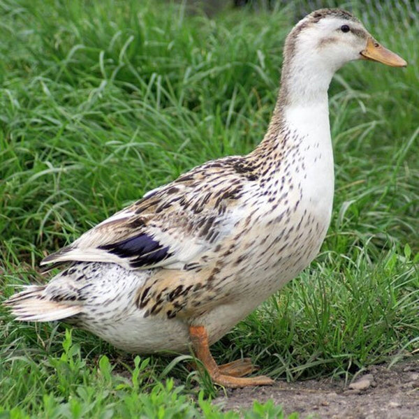 Large Silver Appleyard Duck featuring a sturdy build, greenish head, and white eggs, ideal for dual-purpose use.
