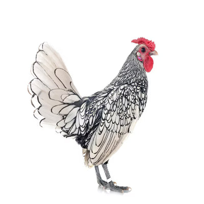 Silver Sebright Bantam featuring a rose comb, slate-blue legs, and a friendly temperament, prized for its active nature and ability to thrive in warm climates, though it can be flighty and requires careful handling.