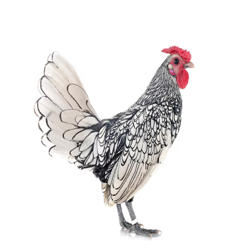 Silver Sebright Bantam featuring a rose comb, slate-blue legs, and a friendly temperament, prized for its active nature and ability to thrive in warm climates, though it can be flighty and requires careful handling.