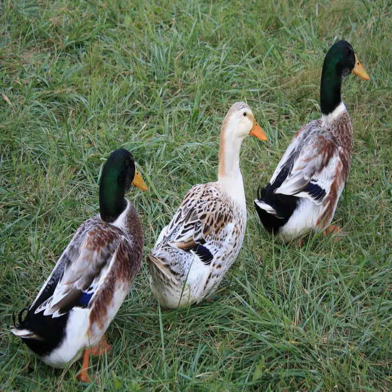 Dual-purpose Silver Appleyard duck for eggs and meat with calm temperament in outdoor setting