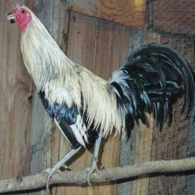  Silver Duckwing Jungle Fowl Standard Old English with striking black and white feathers, known for its active temperament and suitability as a show bird due to its historical significance and unique appearance.