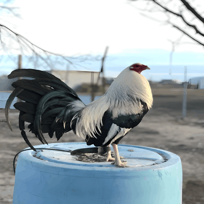 Silver Duckwing Jungle Fowl Standard Old English