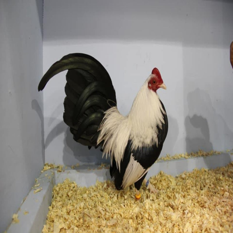  Silver Duckwing Old English Game Bantam with striking black and white feathers, known for its spirited yet gentle personality, making it an excellent choice as a pet or show bird due to its friendly nature and minimal space requirements.