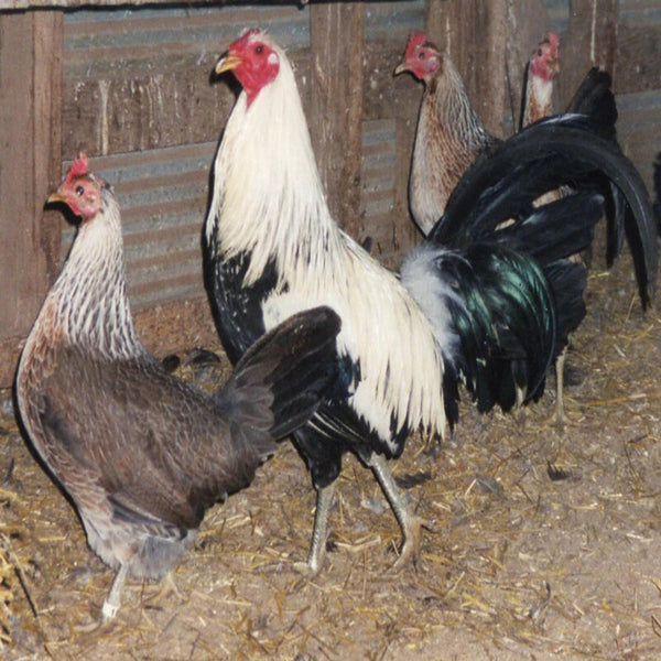  Silver Duckwing Old English Game Bantam featuring a rose comb, slate-blue legs, and a compact build, prized for its active temperament, poor egg-laying abilities, and tendency to be setters, ideal for those interested in ornamental and exhibition purposes.