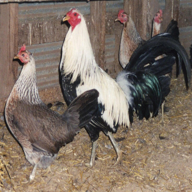 Silver Duckwing Old English Game Bantam featuring a rose comb, slate-blue legs, and a compact build, prized for its active temperament, poor egg-laying abilities, and tendency to be setters, ideal for those interested in ornamental and exhibition purposes.
