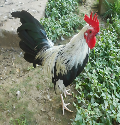 Silver Duckwing Old English Game Bantam