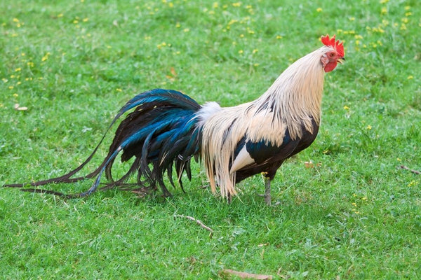 Silver Duckwing Phoenix Standard Chicken, a stunning ornamental breed known for its elegant silver plumage with black markings, long flowing tail feathers, and small white eggs, ideal for exhibition and decorative purposes.