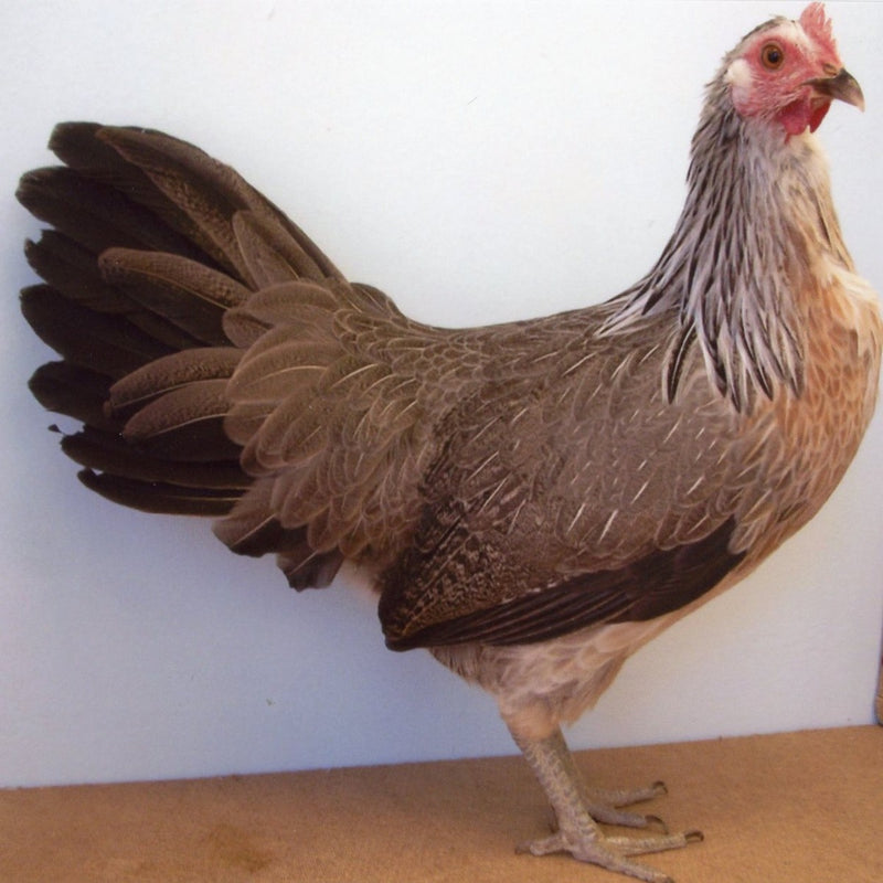 Silver Duckwing Phoenix featuring a slender build, weighing 4-5.5 lbs, prized for its fair brooding abilities and suitability for backyard flocks due to its hardiness.