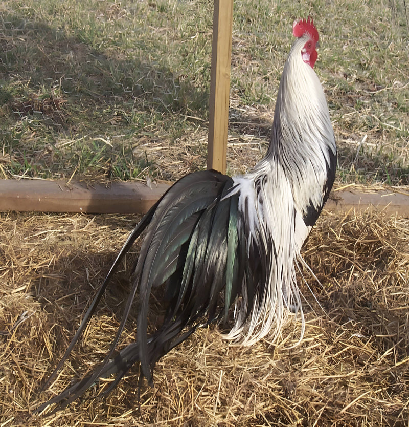 Silver Duckwing Phoenix Standard Chicken