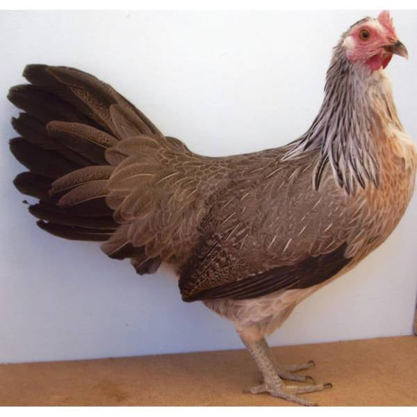 Silver Duckwing Yokohama featuring a slender build, weighing 3.5-4.5 lbs, prized for its fair brooding abilities and suitability for backyard flocks due to its hardiness.
