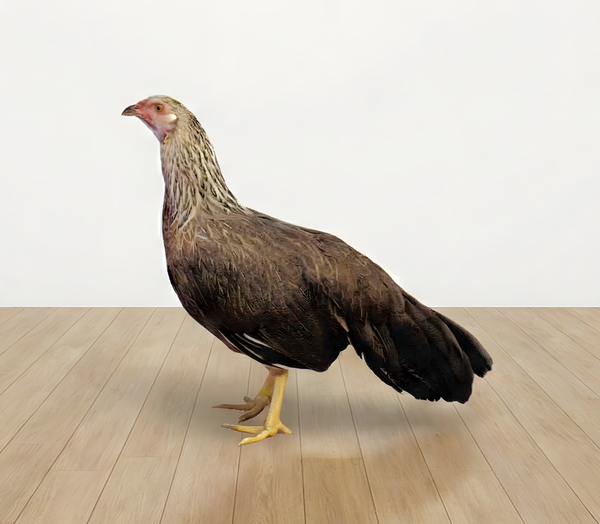 Silver Duckwing Yokohama Chicken