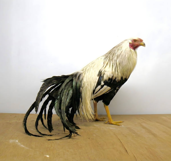 Silver Duckwing Yokohama Chicken