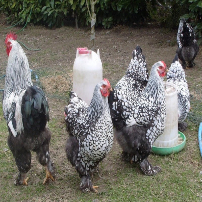 Silver Laced Cochin Standard featuring a large build, weighing 8.5-11 lbs, prized for its fair egg-laying abilities and suitability for backyard flocks due to its hardiness