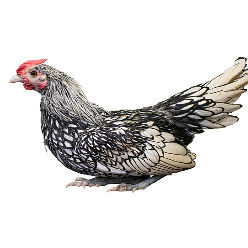  Silver Sebright Bantam with a unique silver-white plumage laced in black, known for its small size, ornamental value, and distinctive lack of sickle feathers in males, making it a standout choice for poultry exhibitions.