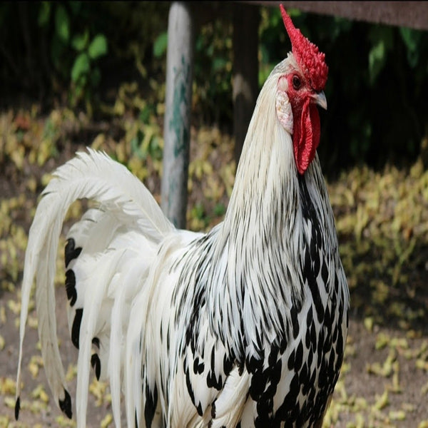 Silver Spangled Hamburg chickens with a robust appearance, recognized for their excellent egg-laying abilities, longevity, and suitability as exhibition birds due to their striking plumage and historical significance.