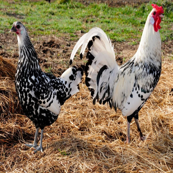 Silver Spangled Hamburg chickens featuring a small build, weighing 4-5 lbs, prized for their flightiness and suitability for free-ranging due to their hardiness.