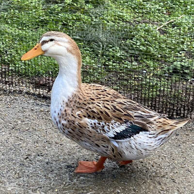 Silver Appleyard Duck with vibrant plumage, known for its friendly temperament and excellent foraging abilities.