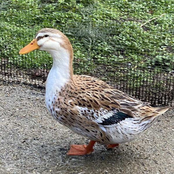 Silver Appleyard Duck with vibrant plumage, known for its friendly temperament and excellent foraging abilities.