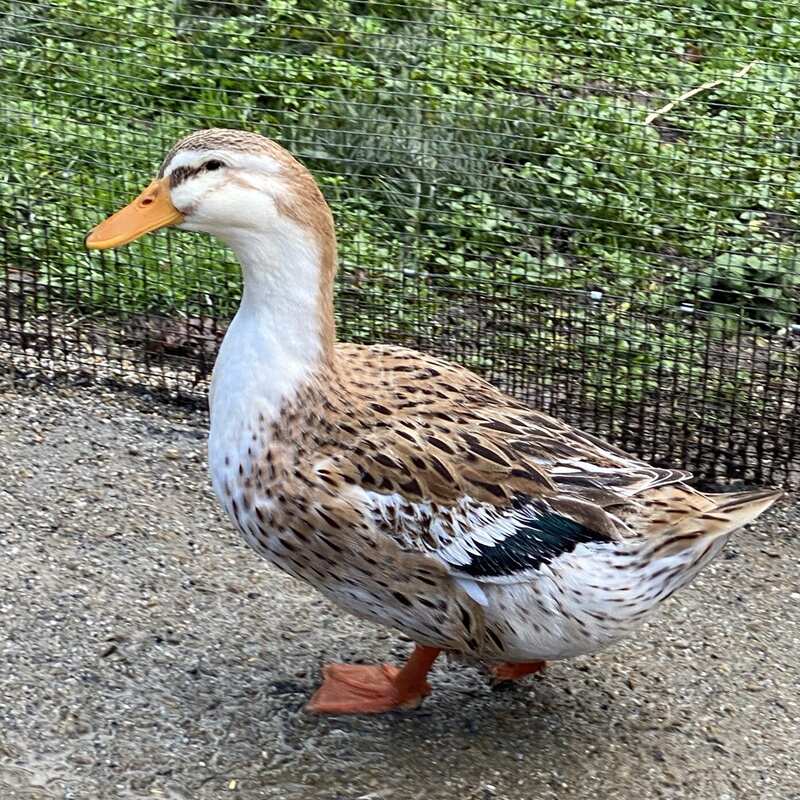 Silver Appleyard Duck with vibrant plumage, known for its friendly temperament and excellent foraging abilities.