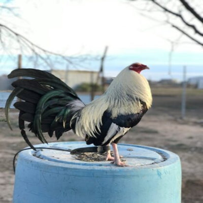  Silver Duckwing Standard Old English with striking black-and-white feathers, known for its active temperament and suitability as a show bird due to its historical significance and unique appearance.