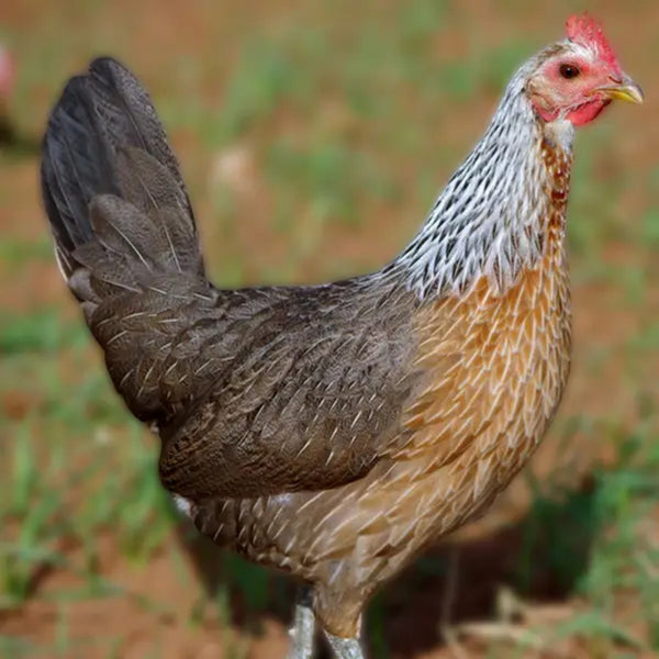  Silver Duckwing Jungle Fowl Standard Old English featuring a compact build, weighing 4 lbs for hens and 5 lbs for roosters, prized for its fair brooding abilities and suitability for backyard flocks due to its hardiness.