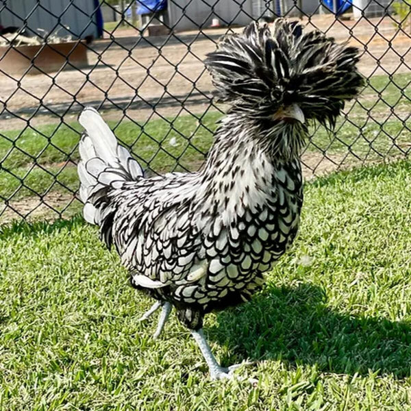 Silver Laced Polish featuring a medium build, weighing 4-6 lbs, prized for its fair egg-laying abilities and suitability for backyard flocks due to its hardiness.