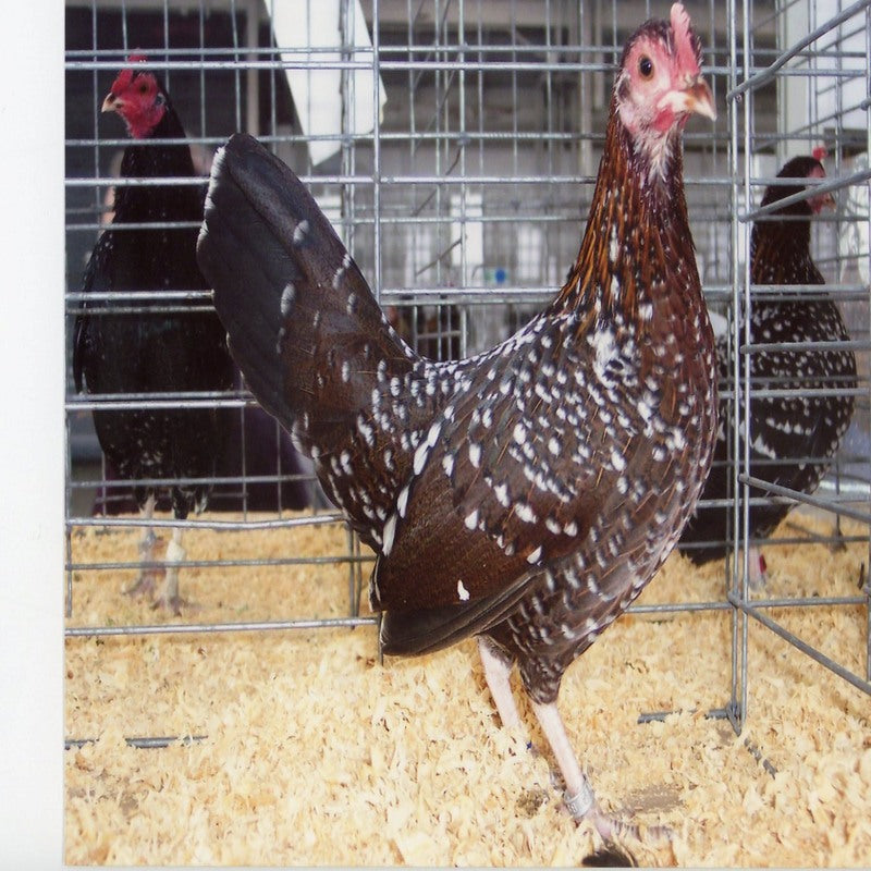  Spangled Old English Game Bantam with vibrant plumage featuring dark red feathers tipped with white spangles, known for its striking appearance and active temperament, ideal for exhibitions and ornamental purposes.