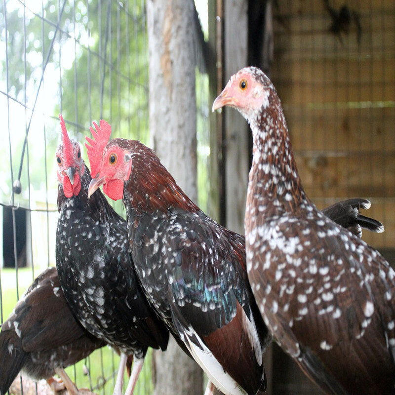  Spangled Old English Game Bantam featuring bright red combs, faces, wattles, and earlobes, prized for its unique multicolored plumage patterns and ability to thrive in various environments, though it can be flighty and requires careful handling.