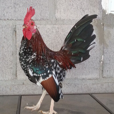 Spangled Standard Old English featuring a compact build, weighing 4 lbs for hens and 5 lbs for roosters, prized for its fair brooding abilities and suitability for backyard flocks due to its hardiness.