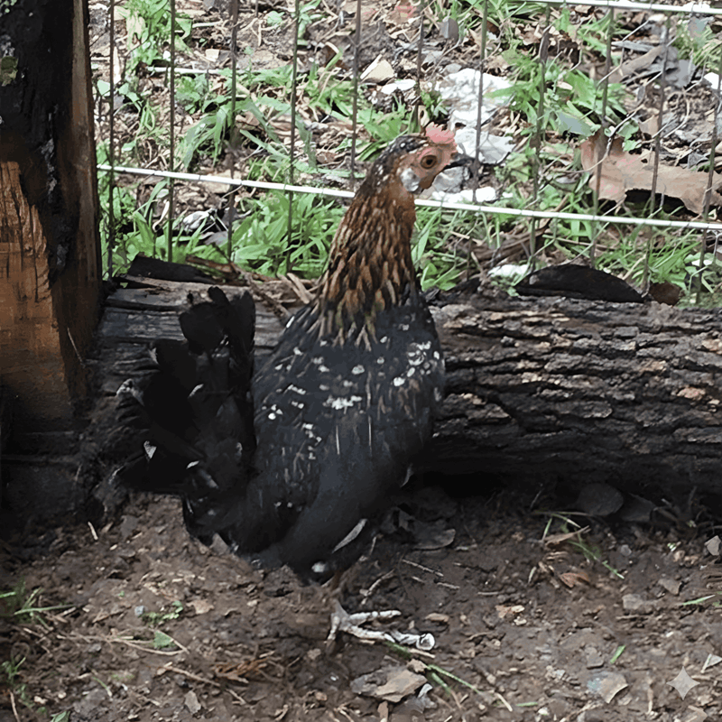 Spangled Standard Old English