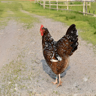 Speckled Sussex Chicken, a dual-purpose breed known for its striking mahogany plumage with white speckles, friendly temperament, and reliable production of medium to large light brown eggs.