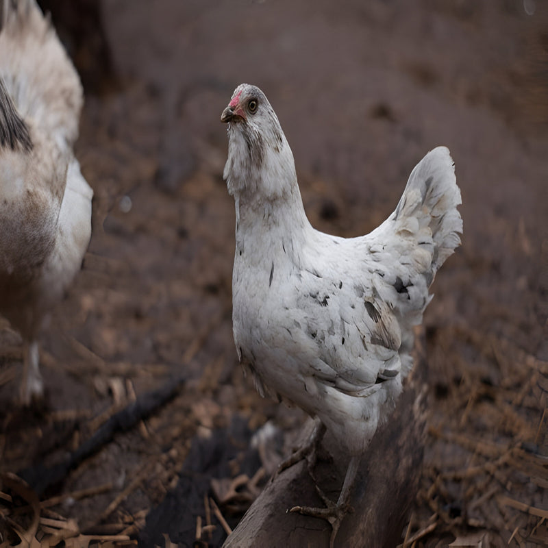 Splash Ameraucana Chicken, featuring a unique splash-patterned plumage with blue and black markings on a white base.