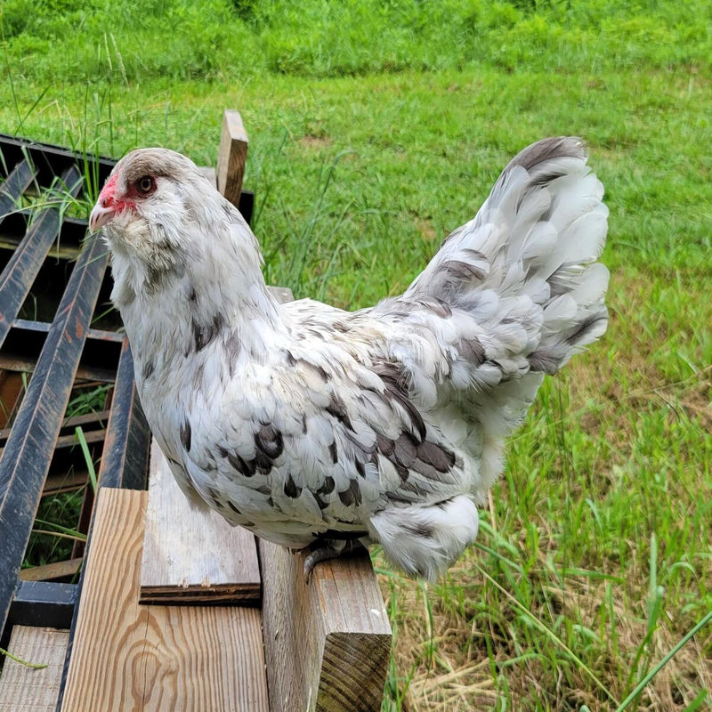 Splash Ameraucana, known for its active and flighty temperament, laying medium-large blue eggs with occasional green tints.