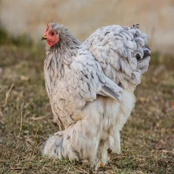 Splash Cochin Standard featuring a large build, weighing 8.5-11 lbs, prized for its fair egg-laying abilities and suitability for backyard flocks due to its hardiness.