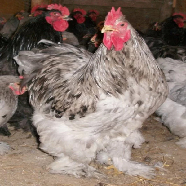 Splash Cochin Standard with a robust appearance, recognized for its excellent broodiness, longevity, and suitability as an exhibition bird due to its striking plumage and historical significance.